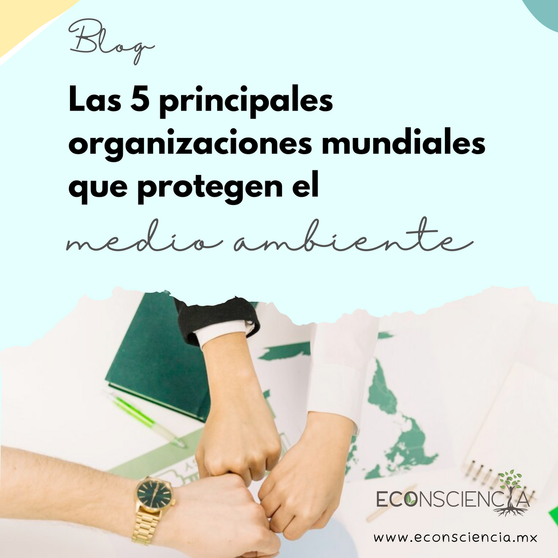 Las 5 principales organizaciones mundiales que protegen el medio ambiente