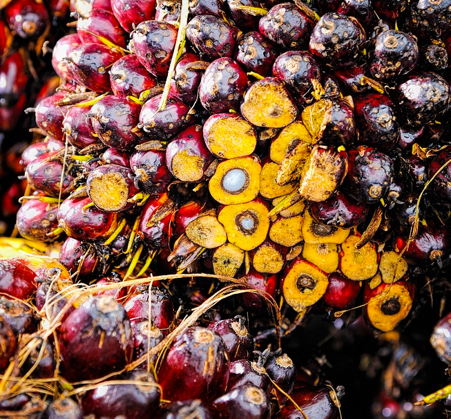 El problemático asunto del aceite de palma