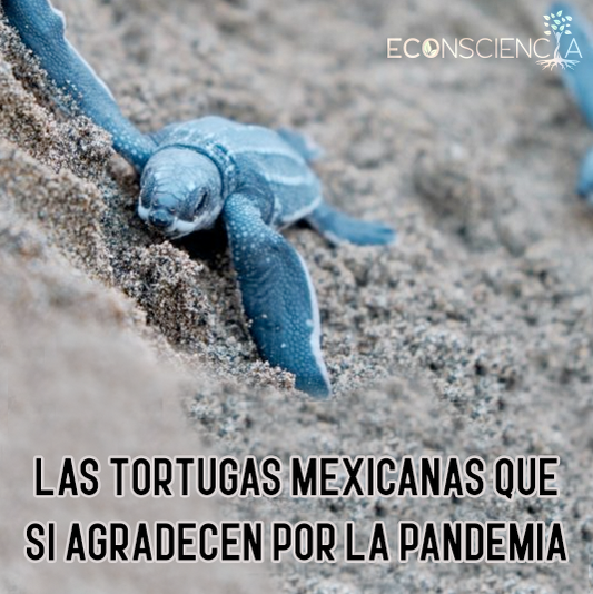 Las tortugas mexicanas que si agradecen por la pandemia