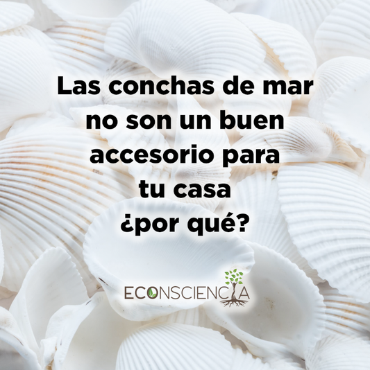 Las conchas de mar no son un buen accesorio para tu casa ¿por qué?