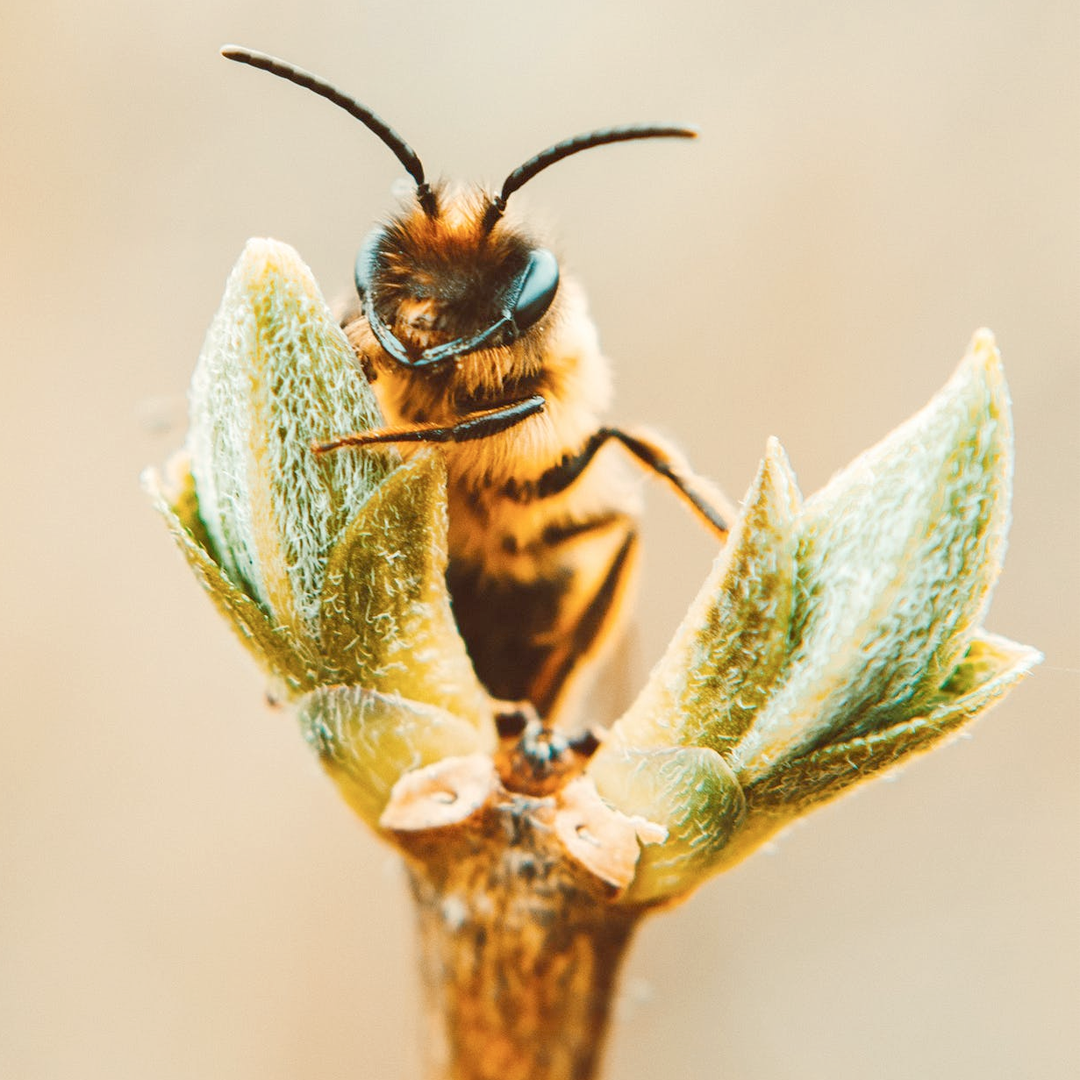 Enamorados de las abejas