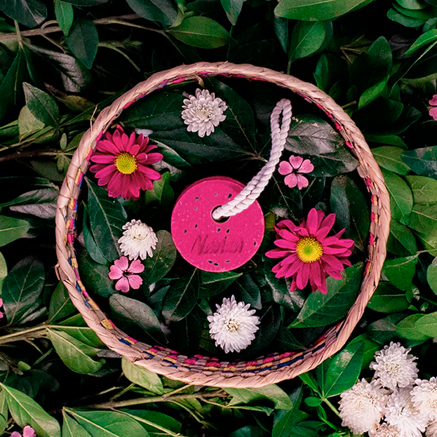 Shampoo sólido de pitahaya